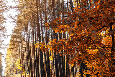 开云体育中国-法国队横扫韩国队，安赛龙点燃赛场